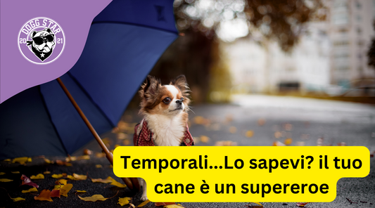 Cani e Temporali: La Fobia Pelosa che Sconvolge il Mondo!