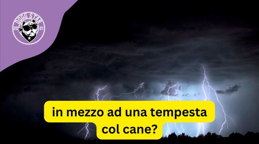 Cosa fare se mi trovo con il mio cane in mezzo a grandine, fulmini e una tromba d'aria?