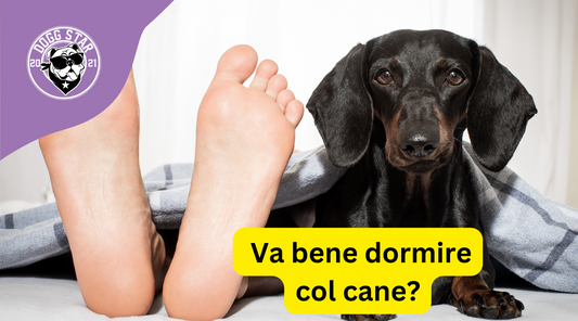 Addormentarsi tra le zampe pelose: Posso far dormire il mio cane a letto?