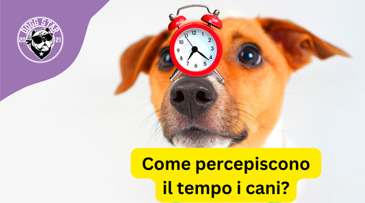 Come percepiscono lo scorrere del tempo i cani: Un viaggio nel loro mondo affascinante