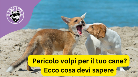 Affrontare una volpe: Pericoli e altre considerazioni per il tuo cane