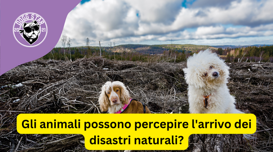 I poteri intuitivi dei cani: possono prevedere i disastri naturali?