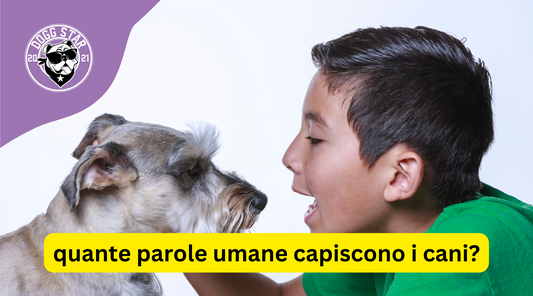 Quante parole umane possono capire i cani? Esploriamo il linguaggio canino