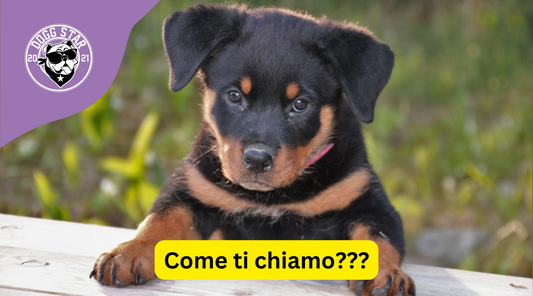 Anche in un nome c'è il suo destino...che nome dare al tuo Rottweiler? 20 Idee Originali per un Amico Coraggioso!