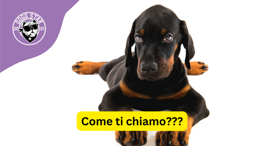 Anche in un nome c'è il suo destino...all'Anima di Acciaio al Cuore di Leone: 20 Idee Originali per Nominare il tuo Doberman!