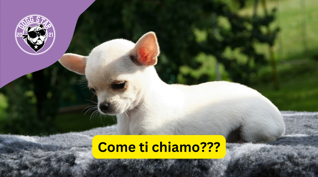 Anche in un nome c'è il suo destino....Piccolo in Nome, Grande in Personalità: 20 Idee Originali per dare un nome al tuo Chihuahua!