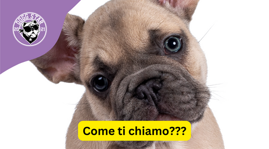 Anche in un nome c'è il suo destino... 20 Idee Originali per Nominare il tuo French Bulldog!