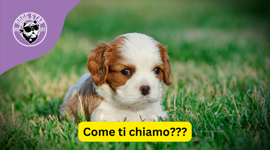 Anche in un nome c'è il suo destino...Nomi di Nobiltà per il Cavalier King Charles Spaniel: 20 Idee originali.