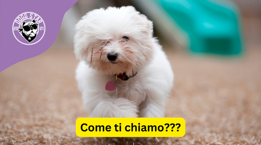 Come chiamare il tuo Coton de Tuléar? 20 idee originali per te.