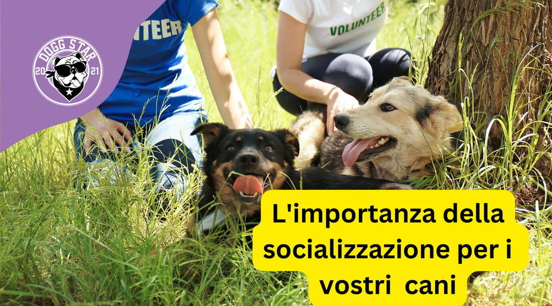 I benefici della socializzazione per il tuo cane. (aggiornato al 2023)