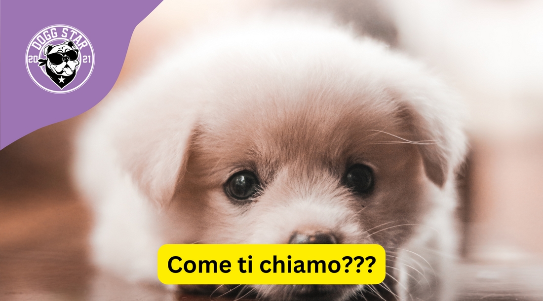 Nomi sofisticati per il tuo Elegante Cane Maltese: 20 Idee Originali per Dare un Nome Speciale al Tuo Cucciolo