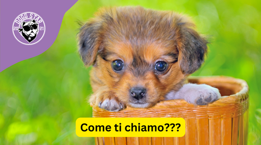 20 Idee Originali per dare un Nome al Tuo Adorabile Pechinese