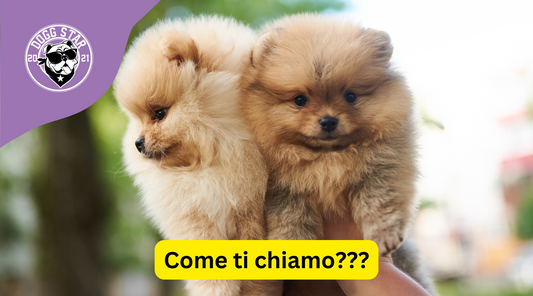 Dolcezza in Miniatura: 20 Idee Originali per il Tuo Adorabile Pomerania