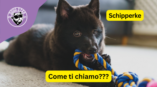 Fascino Canino: 20 Idee Originali per il Tuo Intrepido Schipperke