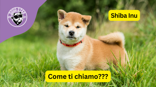 Nobiltà Nipponica: 20 Idee Originali per il Tuo Affascinante Shiba Inu