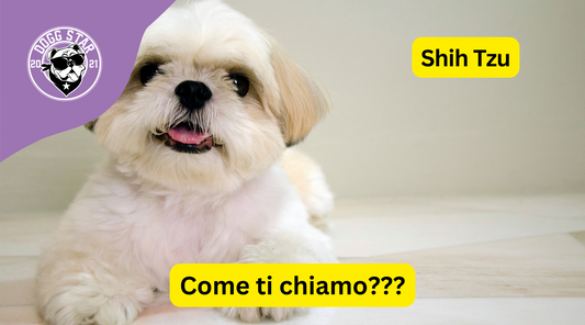 Eleganza Regale: 20 Idee Originali per il Tuo Affettuoso Shih Tzu