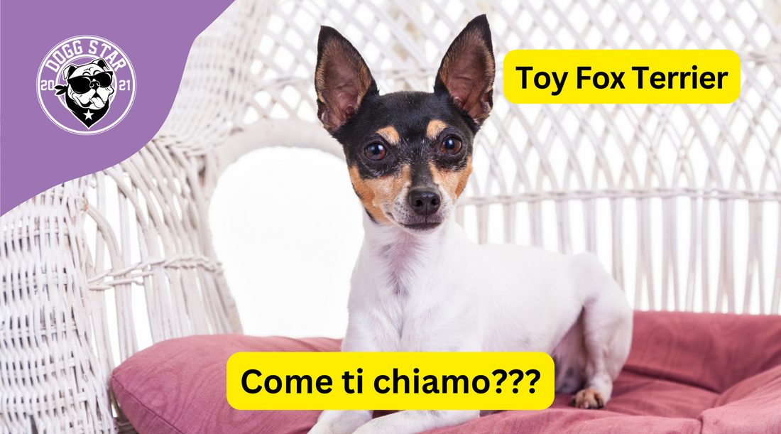 Piccola Grande Personalità: 20 Idee Originali per il Tuo Amabile Toy Fox Terrier