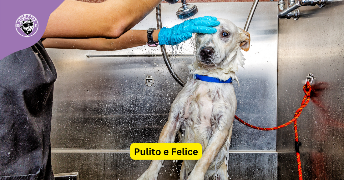 Pulito e Felice: L'Importanza dei Bagni Pubblici per Cani nelle Città Pet-Friendly
