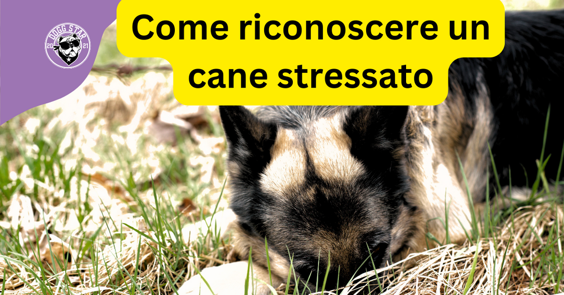 I Principali Segnali di Stress nei Cani  (tempo di lettura 2 minuti senza fronzoli né pubblicità)