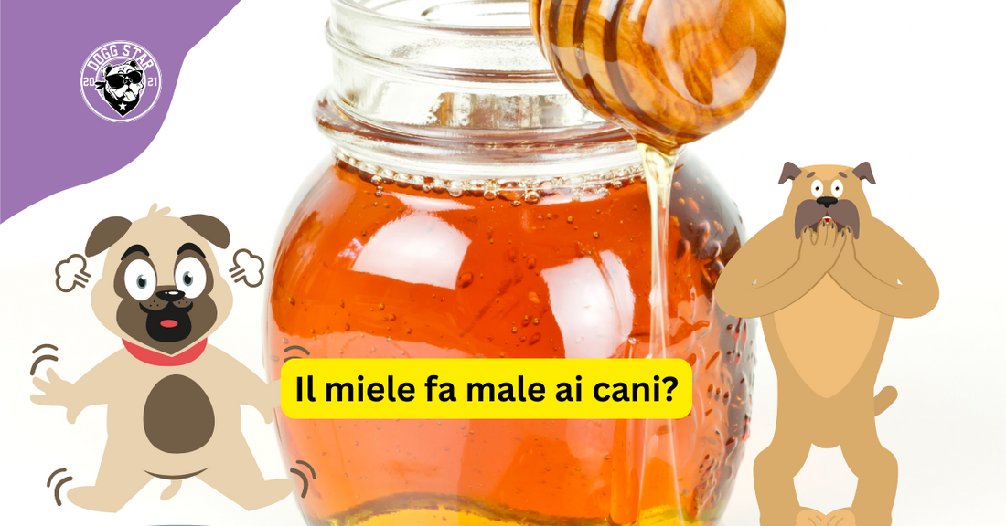 Il miele fa male ai cani?