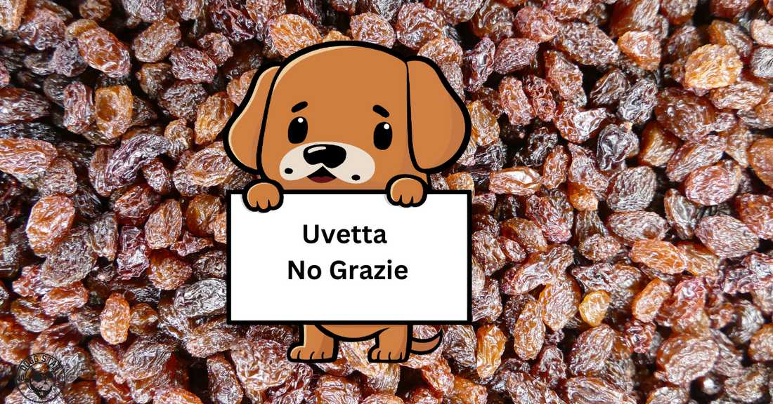 Perché l'Uva e l'Uvetta non Possono Essere Usate nelle Torte per Cani: Proteggi la Salute del Tuo Amico a Quattro Zampe