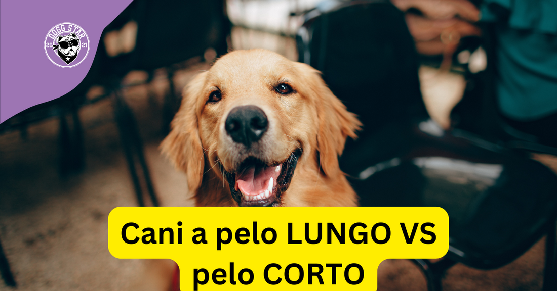 Cani a pelo lungo vs. cani a pelo corto: differenze, cure e curiosità.