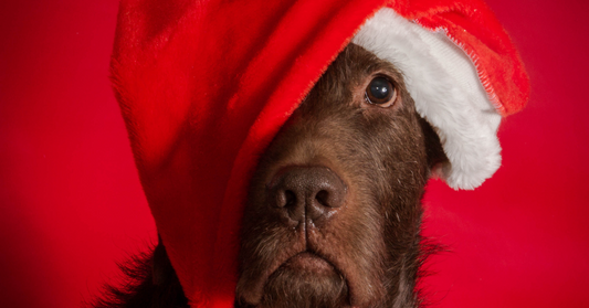 Le Feste di Natale sono in arrivo!!! Festeggia (anche) con il tuo cane