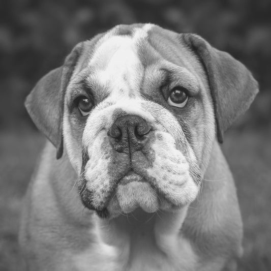 Jax, il cane che ha sventato un tentativo di suicidio.