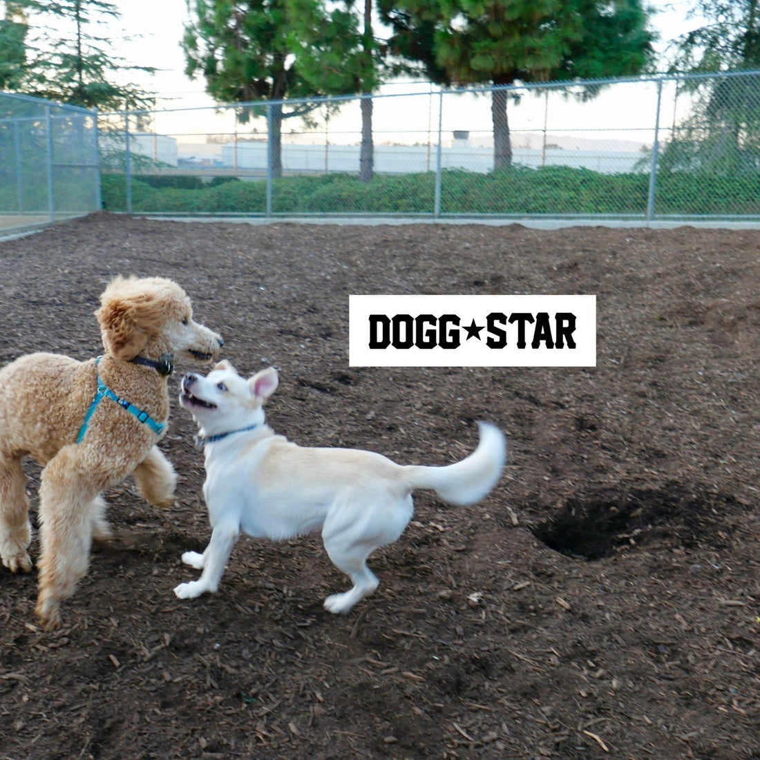Andare la parco col proprio cane. La guida di Dogg Star.