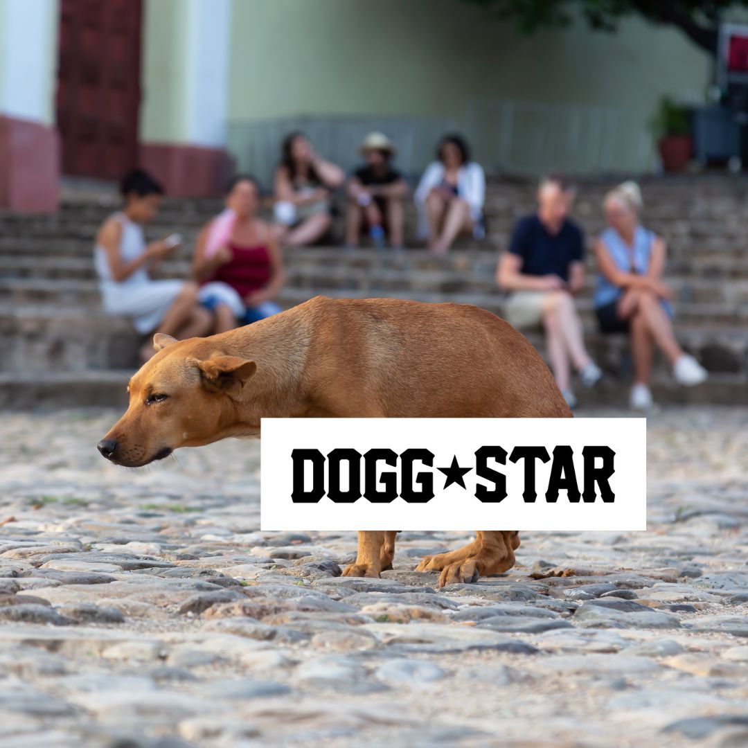 Tiramisù non è solo il nome di un dolce...come gestire i bisogni del vostro cane.  Corso rapido by Dogg Star.
