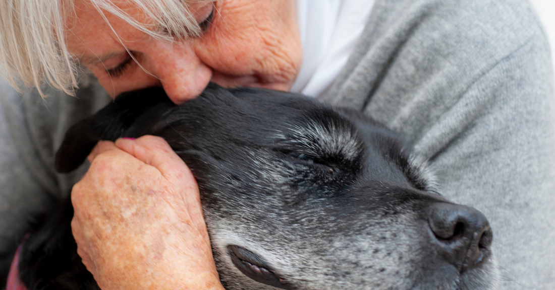 Cani Compassionevoli: 10 Razze Ideali per Anziani con Demenza