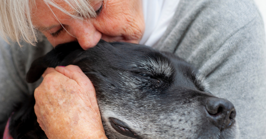 Cani Compassionevoli: 10 Razze Ideali per Anziani con Demenza